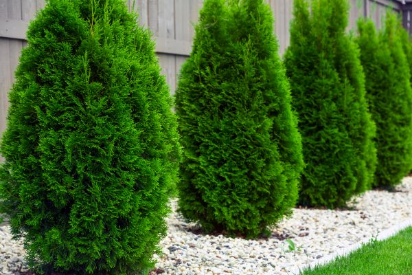 Arborvitae Planting in Terre Haute