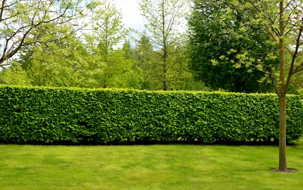 Hedge Planting in Terre Haute