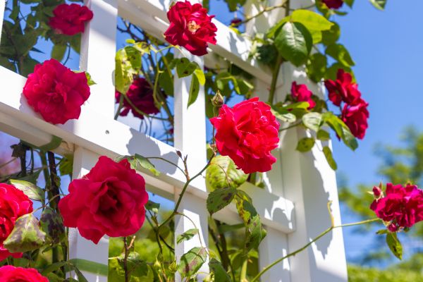Home Gardening Service in Terre Haute