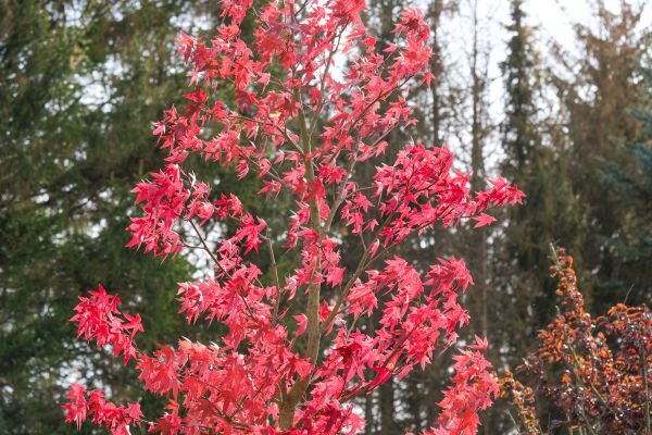 Japanese Maple Planting in Terre Haute
