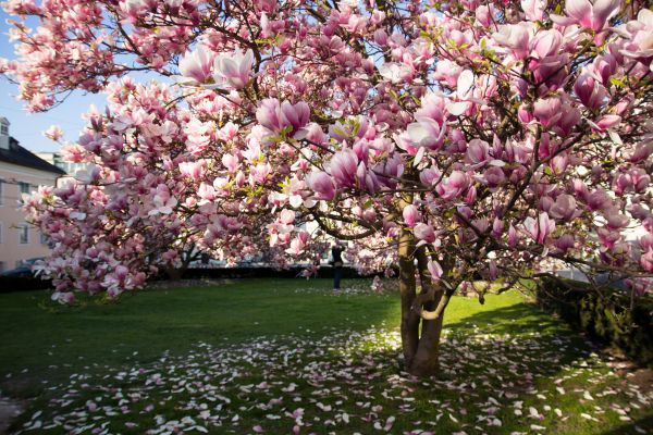 Magnolia Tree Planting in Terre Haute