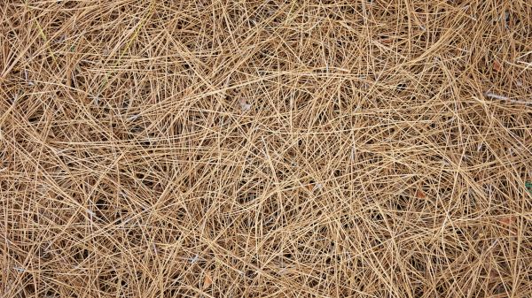Pine Needles Delivery in Terre Haute