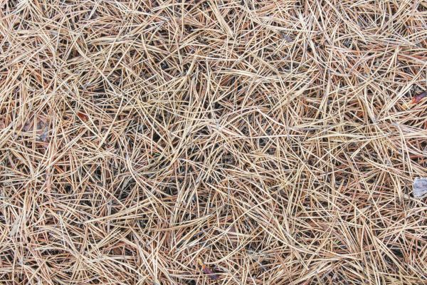 Pine Straw Installation in Terre Haute