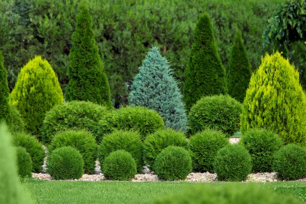 Shrub Replacement in Terre Haute