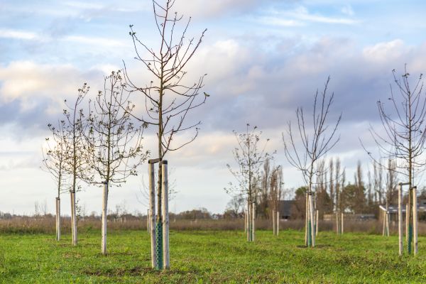 Tree Installation Service in Terre Haute