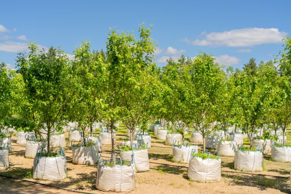 Tree Planting Service in Terre Haute