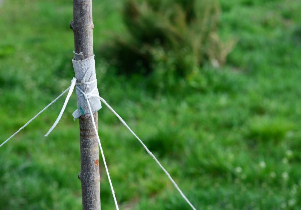 Tree Staking Service in Terre Haute
