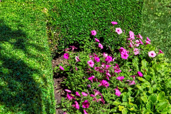 Softscaping Service in Terre Haute