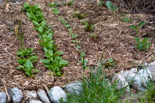 Mulch Service in Terre Haute