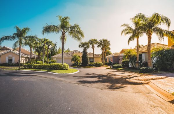 Palm Tree Landscaping in Terre Haute