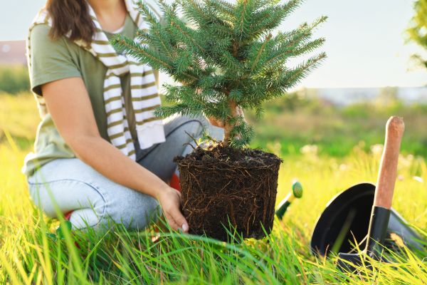 Spruce Tree Planting in Terre Haute