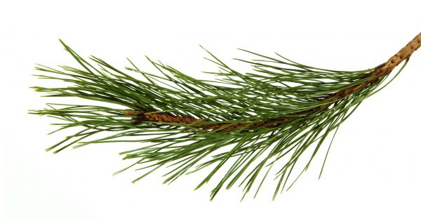 Pine Needles Installation in Terre Haute