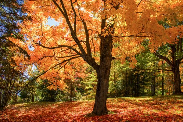 Maple Tree Planting in Terre Haute