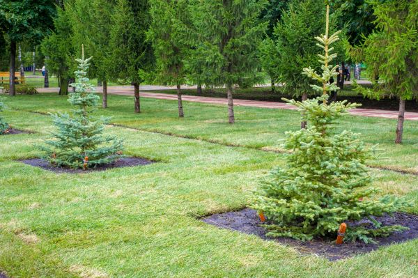 Privacy Trees Planting in Terre Haute