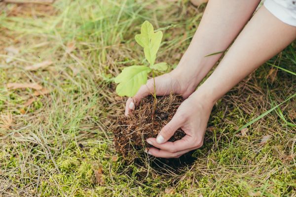 Oak Tree Planting in Terre Haute