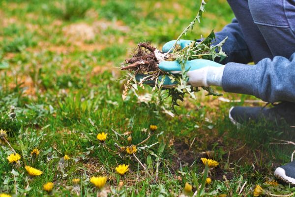 Flower Bed Clearing in Terre Haute