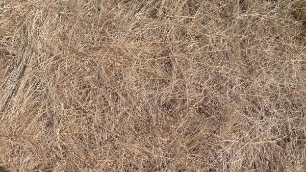Pine Straw Replacement in Terre Haute
