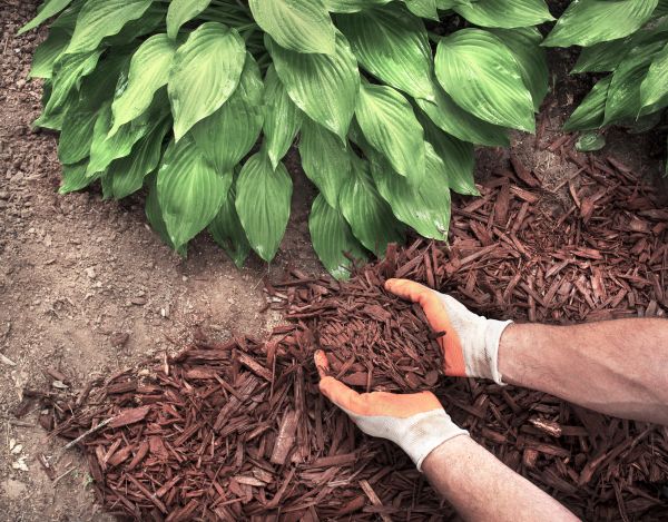 Bark Spreading in Terre Haute