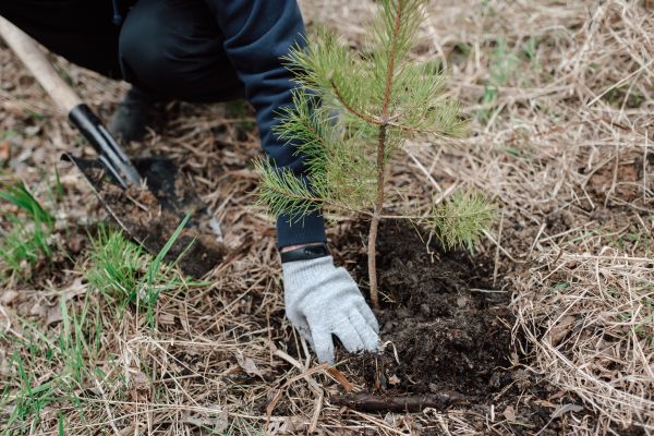 Pine Tree Planting in Terre Haute