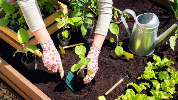 Garden Bed Installation in Terre Haute