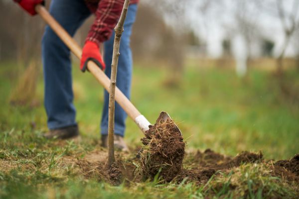 Trees Planting in Terre Haute