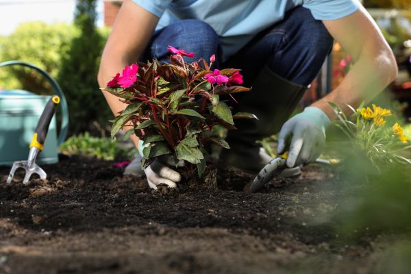 Plant Replacement in Terre Haute