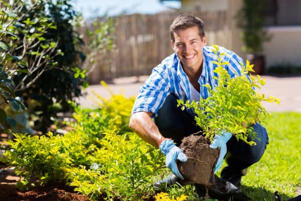 Shrub Landscaping in Terre Haute