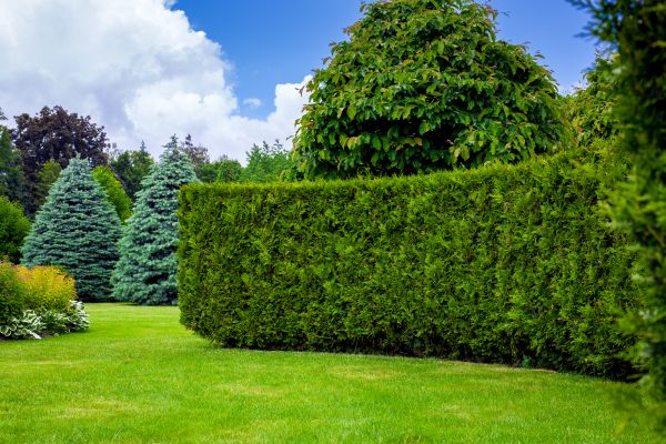 Hedge Landscaping in Terre Haute