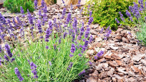 Pine Bark Landscaping in Terre Haute