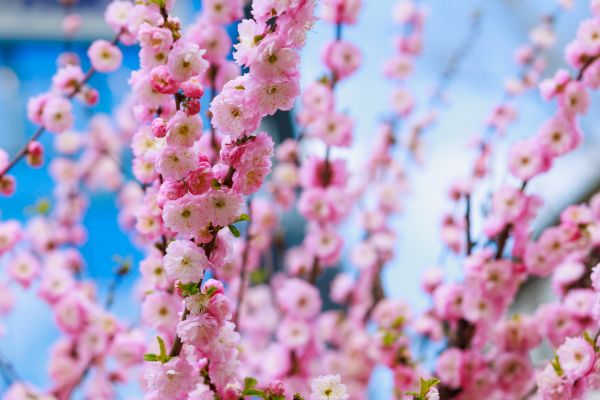 Japanese Cherry Tree Planting in Terre Haute