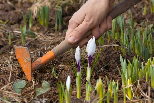 Flower Garden Weeding in Terre Haute