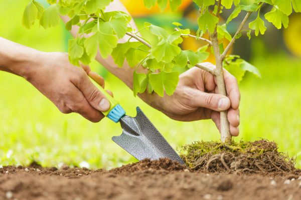 Fruit Tree Planting in Terre Haute