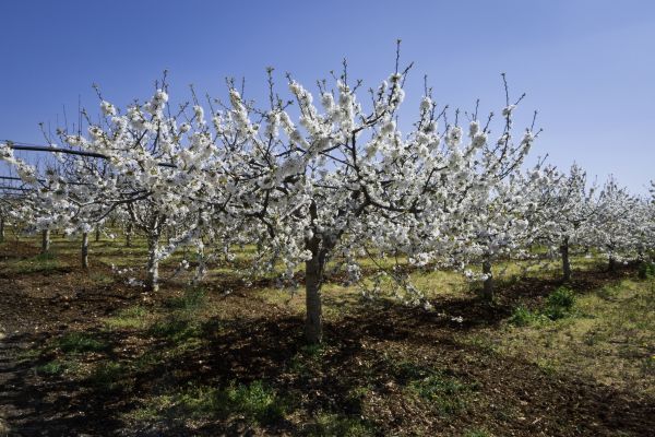 Orchard Planting in Terre Haute