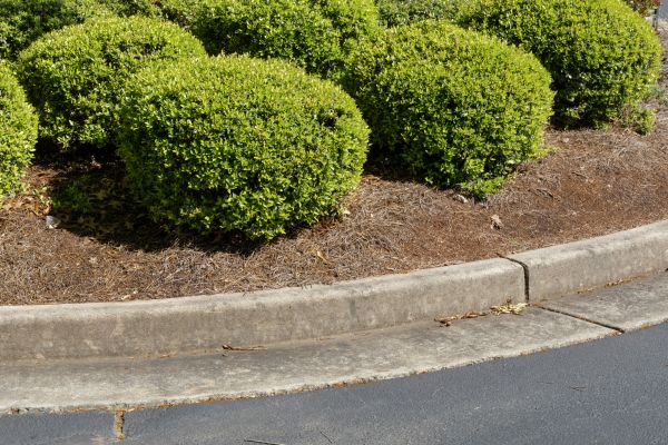 Pine Mulch Installation in Terre Haute