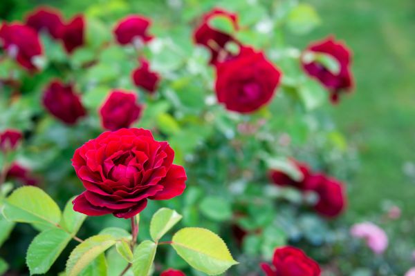 Rose Planting in Terre Haute