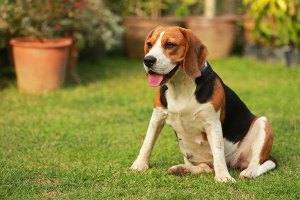 Dog Friendly Landscaping in Terre Haute