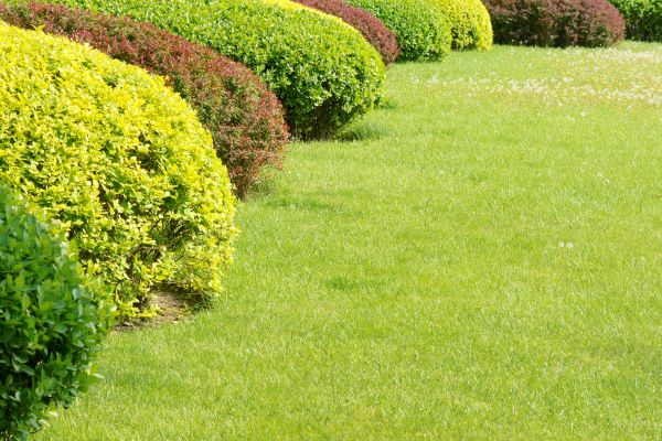 Shrubbery Planting in Terre Haute