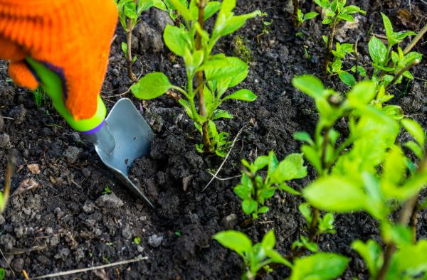 Hydrangea Planting in Terre Haute