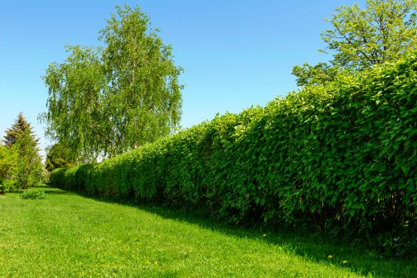 Hedge Replacement in Terre Haute