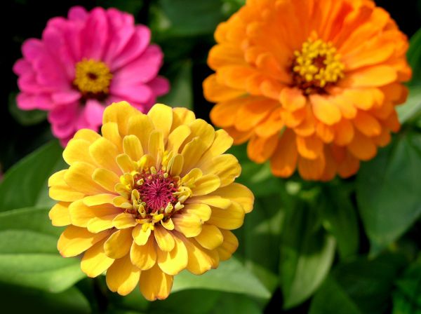 Zinnia Planting in Terre Haute