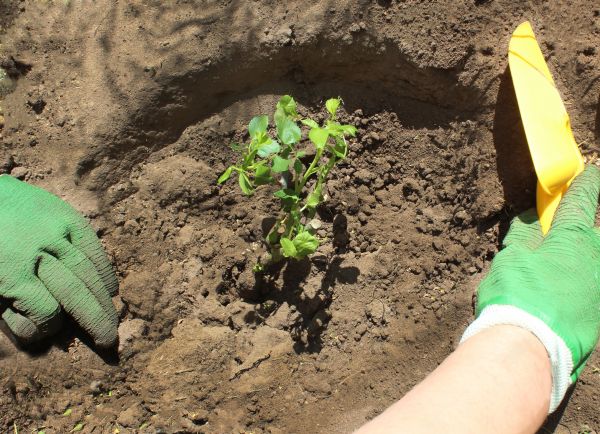 Rose Bush Planting in Terre Haute