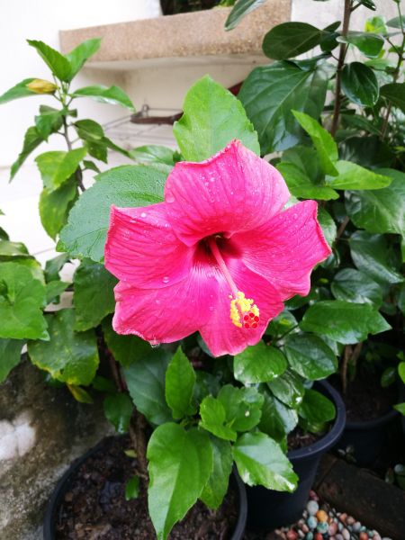 Hibiscus Planting in Terre Haute