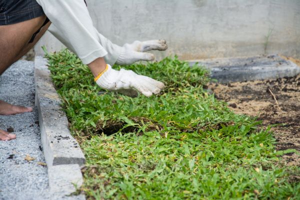 Ground Cover Planting in Terre Haute