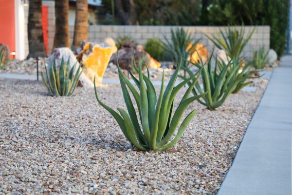 Drought Resistant Landscaping in Terre Haute