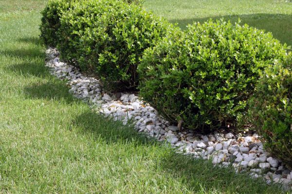 Boxwood Planting in Terre Haute
