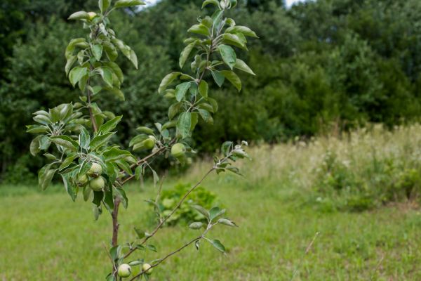 Apple Tree Planting in Terre Haute