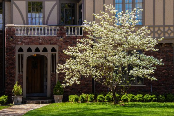 Dogwood Tree Planting in Terre Haute